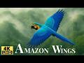 Amazon Jungle In 4K Beautiful Birds Monkeys And Untamed Nature