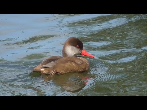 La Franche-Comté (6)