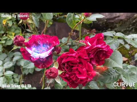 Thể hiện bởi Tuấn Vũ