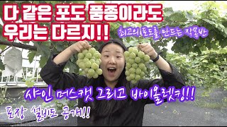 샤인머스켓(샤인머스캣) 신품종 바이올렛킹!! 드디어 수확!!! 수확 후 관리 방법과 남들과는 포장 선별 과정…
