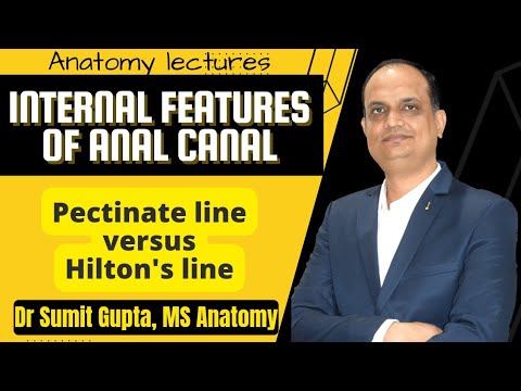 ANAL CANAL : INTERNAL FEATURES