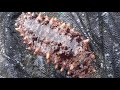 防波堤際に なまこを見つけました マナマコのようです これも雰囲気が出�