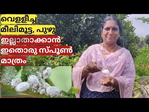ഇതൊരു സ്പൂൺ മതി വെള്ളീച്ച, മീലിമൂട്ട, പുഴു ഒന്നും കാണില്ല | Eradicate melee bugs, white flies etc