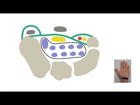 How to identify the median nerve on ultrasound