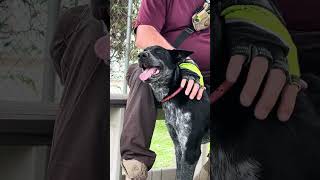 Video preview image #1 Australian Kelpie-Pointer Mix Puppy For Sale in Pasadena, CA, USA
