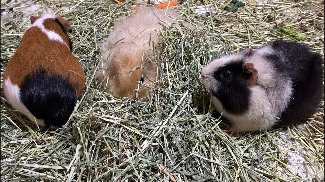 26匹のモルモットたちをのんびり見ていってね！主は不在です（掃除は明日なので閲覧注意⚠️）