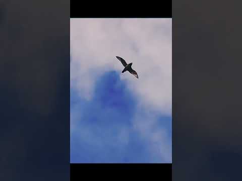 A giant Petrel....or was it a Skua? Both are badass birds!