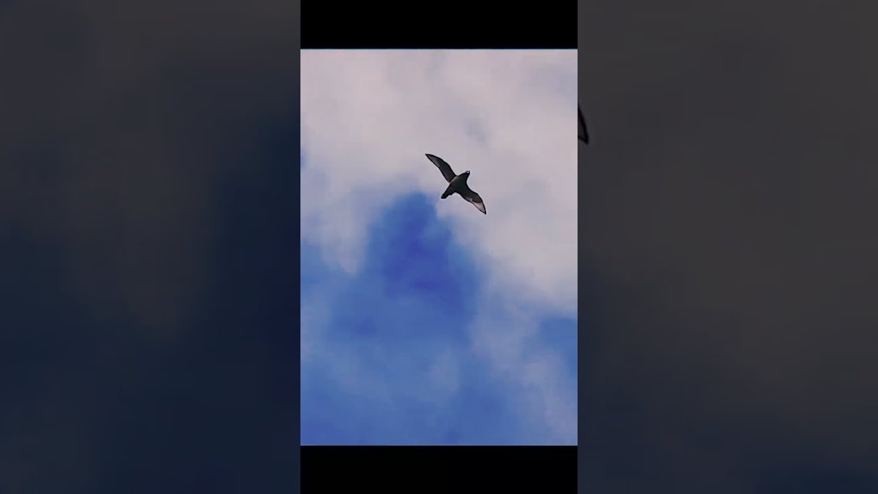 A giant Petrel....or was it a Skua? Both are badass birds!