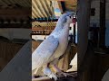 Silver shirazi 🩶 #pigeon #attitude #birds