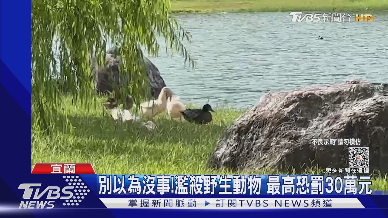 綠頭鴨遭彈弓射擊亡 疑逃逸移工下手
