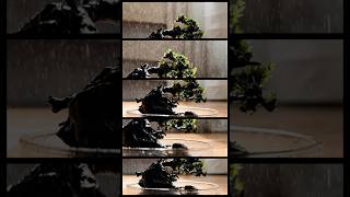 How I water my Moss Bonsai 🌳 I always use RO water only. #mossbonsai #relaxing #mosslove #raining