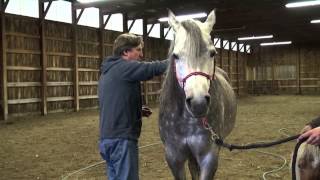 Dr Perdrizet DVM Performs Acupuncture On Shana