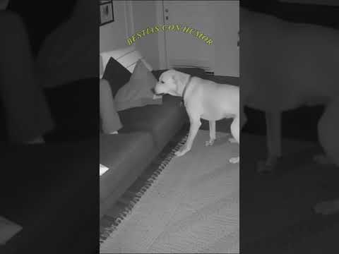 dog alerts his owner about the snake #mystery #snake #doglover #dogs #dog