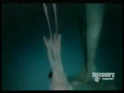 Animal Face Off - Sperm Whale vs. Giant Squid