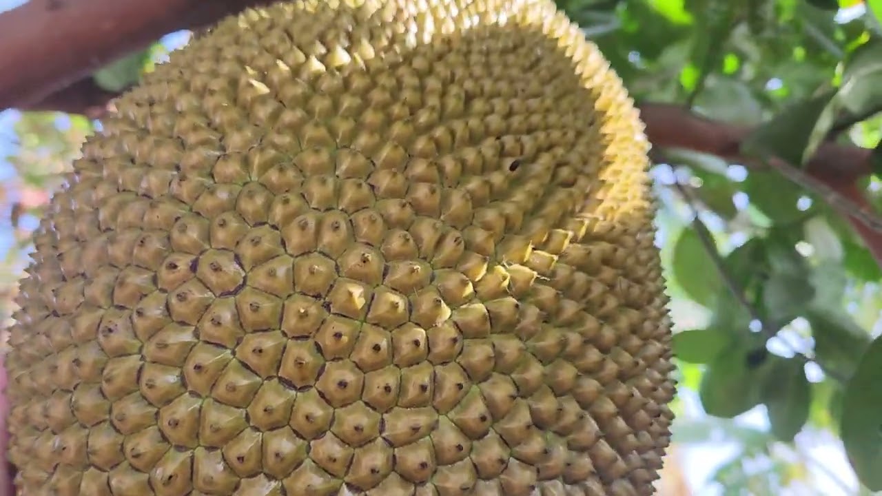 Amazing Jackfruit Tree in Orange County