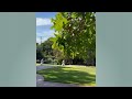 Brian May Oak Trees Austin Texas 21 10 2023