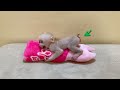 Naughty Pavpav Scream Loud Till Thr0wing Anqry P00oop On Pillow