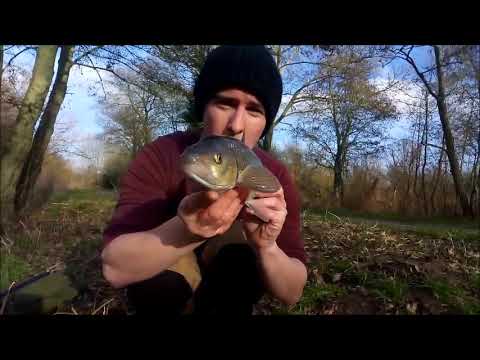 River Stour Chub Fishing