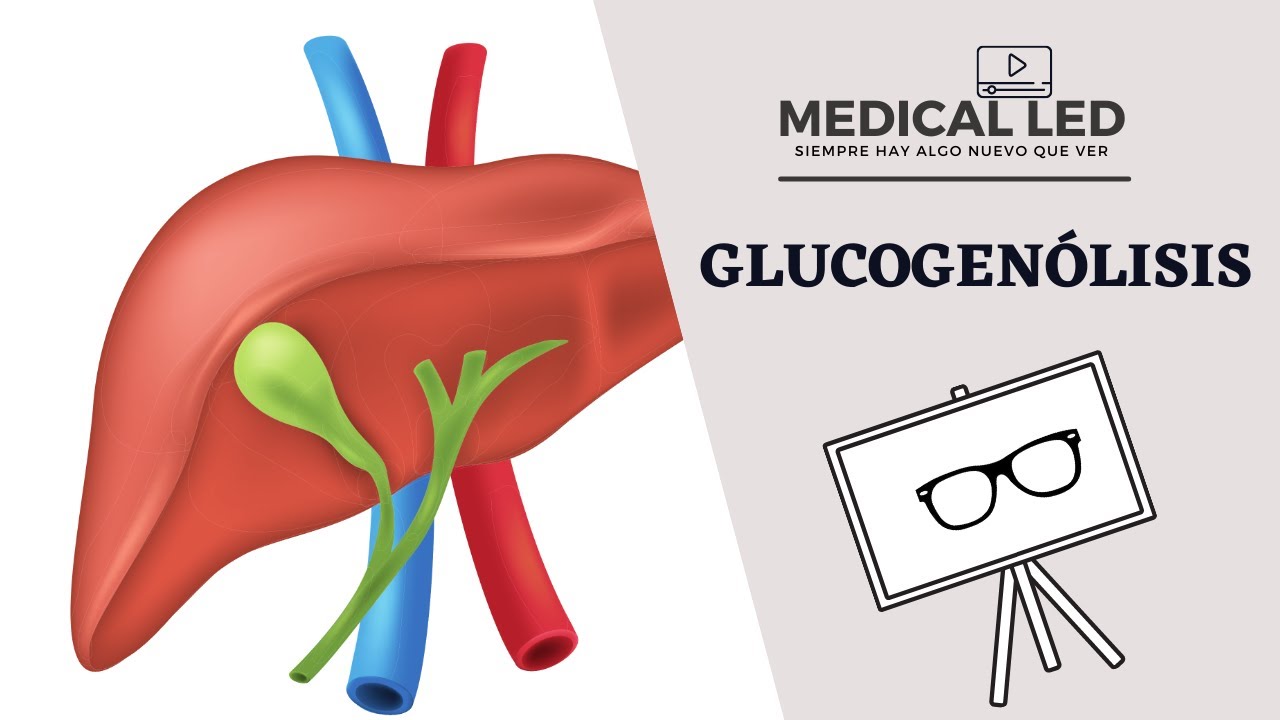 GLUCOGENÓLISIS: Enzimas y regulación