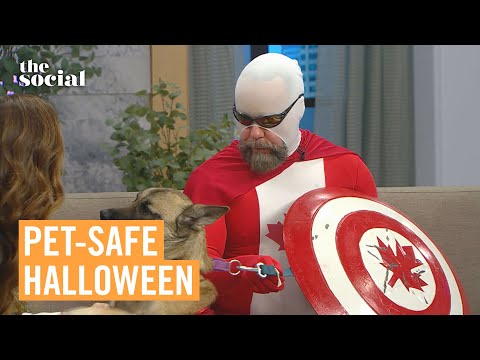 Pet Safety Tips for Halloween: Keep Your Furry Friends Safe + Happy! | The Social