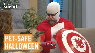 Pet Safety Tips for Halloween: Keep Your Furry Friends Safe + Happy! | The Social