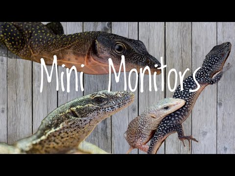 5 Small Monitors That Make Great Pets!