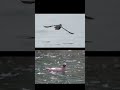 Yoooo!! Pigeon Guillemots in Cross Sound #birding #alaksa #yolifestyle #nature
