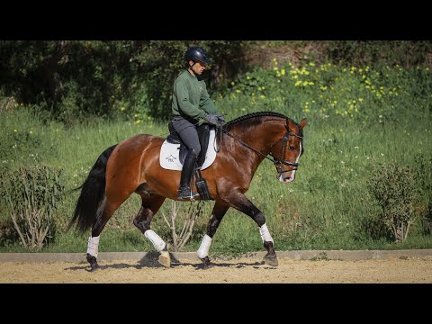 **SOLD**  Small Baroque Type Lusitano Stallion with great movement (REF#326)