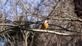 20180206ｼﾞｮｳﾋﾞﾀｷ（尉鶲）♂