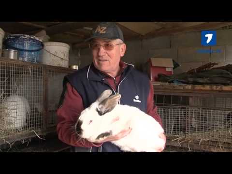 ARE ACASĂ 250 DE IEPURI DE RASĂ