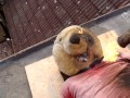 The Death Of Winnie The Pooh