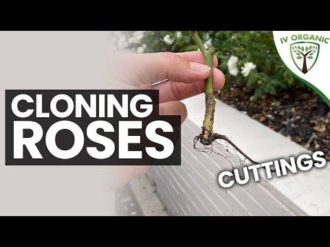 Rose Cutting Propagation