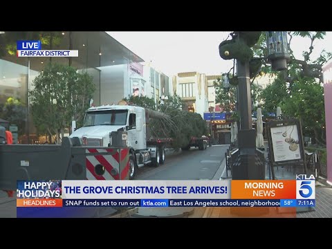 100-foot tall Christmas tree arrives at The Grove