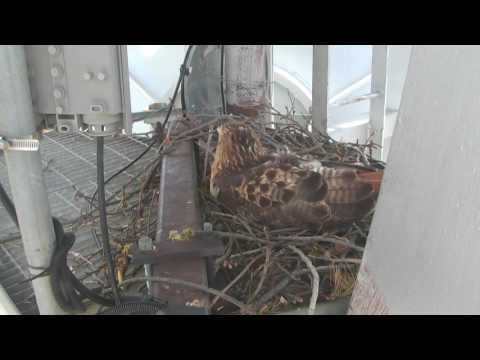 Red-tailed hawk nests on KJRH tower
