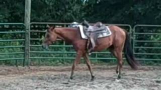 preview picture of video 'Invite a Country Boy 2008 bay gelding AQHA IF Extended Invit'