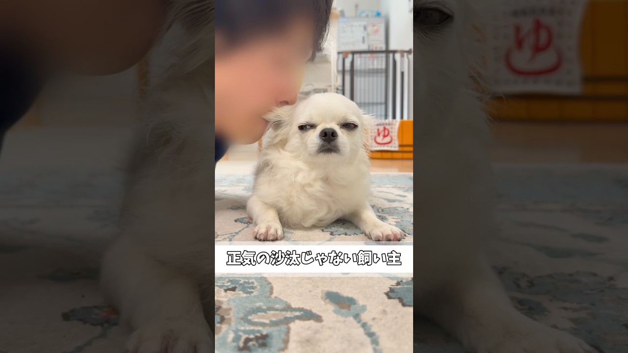 正気を失った飼い主ほど恐ろしいものはない#チワワ #あるある