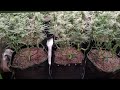 Zoap Cookie Casket Limoncello RS11 X Banana Og By Barneys Farm 4th Week Flower