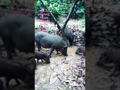 , title : 'Trang trại nuôi lợn rừng.   Wild boar farm in Vietnam'