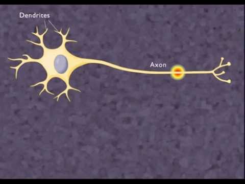 The Nerve Impulse [HD Animation]