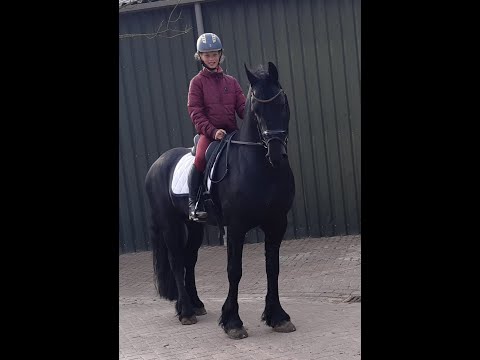 Stal Okkema's Bate ridden by 10 years old girl - Alwin x Leffert - Star Stallion -  2016 - 1.63m