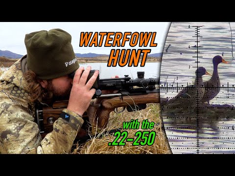 Hunting Ducks & Geese with the BLITZING fast .22-250 Remington!