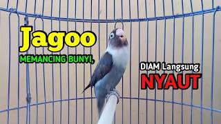 Download lagu Lovebird Ngekek Panjang JAGO Memancing BUNYI, PUTAR SAJA!! Lovebirdmu Pasti NYAUT mp3
