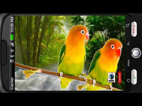 Parrots Agapornis Fischeri Video