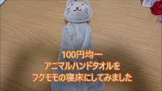 100円均一のアニマルハンドタオルをフクモモの寝床にしてみました。
