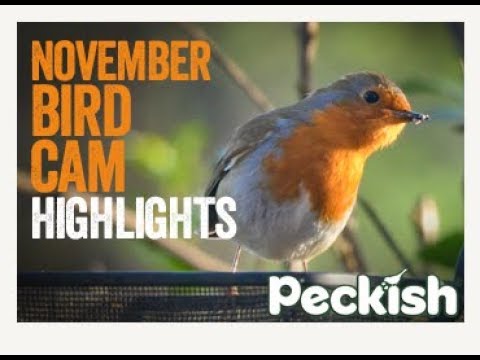 Bird cam footage Nov  2018