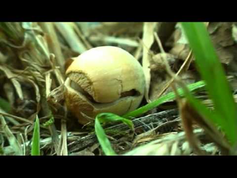 Virsmas / Transformation