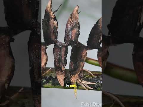 The Bananas We Eat Today Aren’t Real 🤔