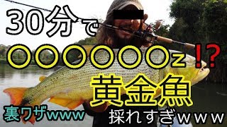 【MHW】　30分で○○○万z！？ひたすら釣りまくって検証！　　”黄金魚” 【モンハンワールド】