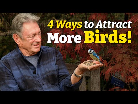How to Transform Your Garden Into a Paradise for Birds!