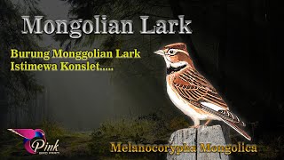 Download lagu Mongolian Lark Gacor buka ngeleper Konslet mp3 Download lagu Mongolian Lark Gacor buka ngeleper Konslet mp3